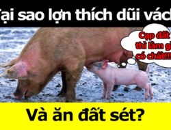 Tại sao lợn hãy dũi và ăn đất?