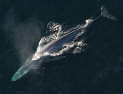Bạn có biết loài cá voi xanh có thể nói chuyện với nhau ở khoảng cách hàng trăm km không?