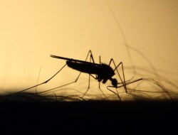 Có thể tiêu diệt hoàn toàn loài muỗi không? Cách để giảm bớt muỗi trong nhà?